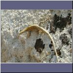 DSCF0078.JPG
