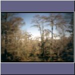 swamps2.jpg