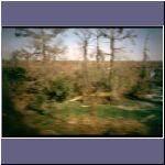 swamps3.jpg